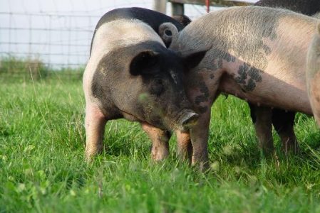Hogs Will Play Image